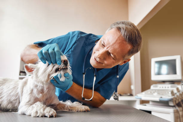 Trusted KS Emergency Dental Service Experts